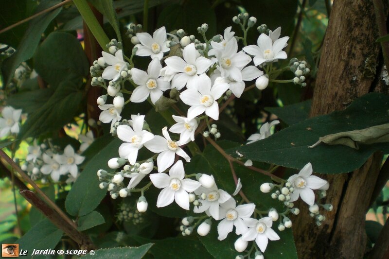 Deutzia-setchuenensis