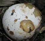 Phallus_impudique1_oeuf