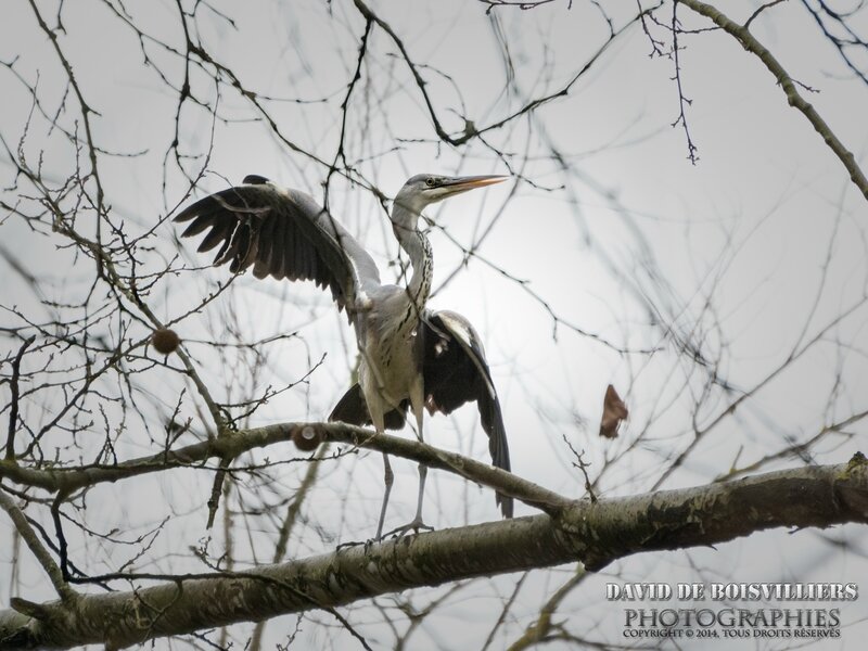 Héron Cendré (Ardea Cinerea)