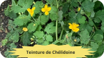 25 CHELIDOINE(3)Teinture de Chélidoine-modified