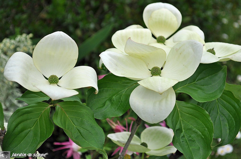 Cornus kousa Vénus