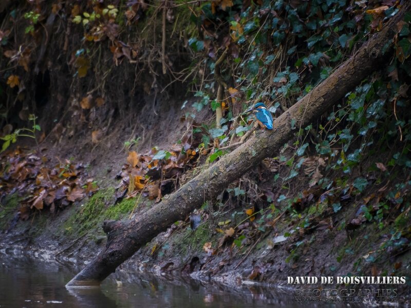 Martin Pêcheur d'Europe (Alcedo atthis) - Athis-Mons