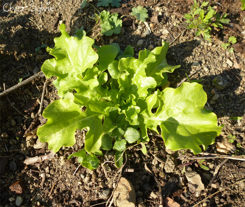 Etat au 2019-04-12 salade spontanée