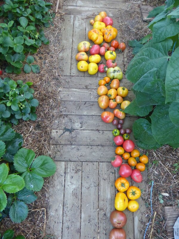 7-tomates (1)