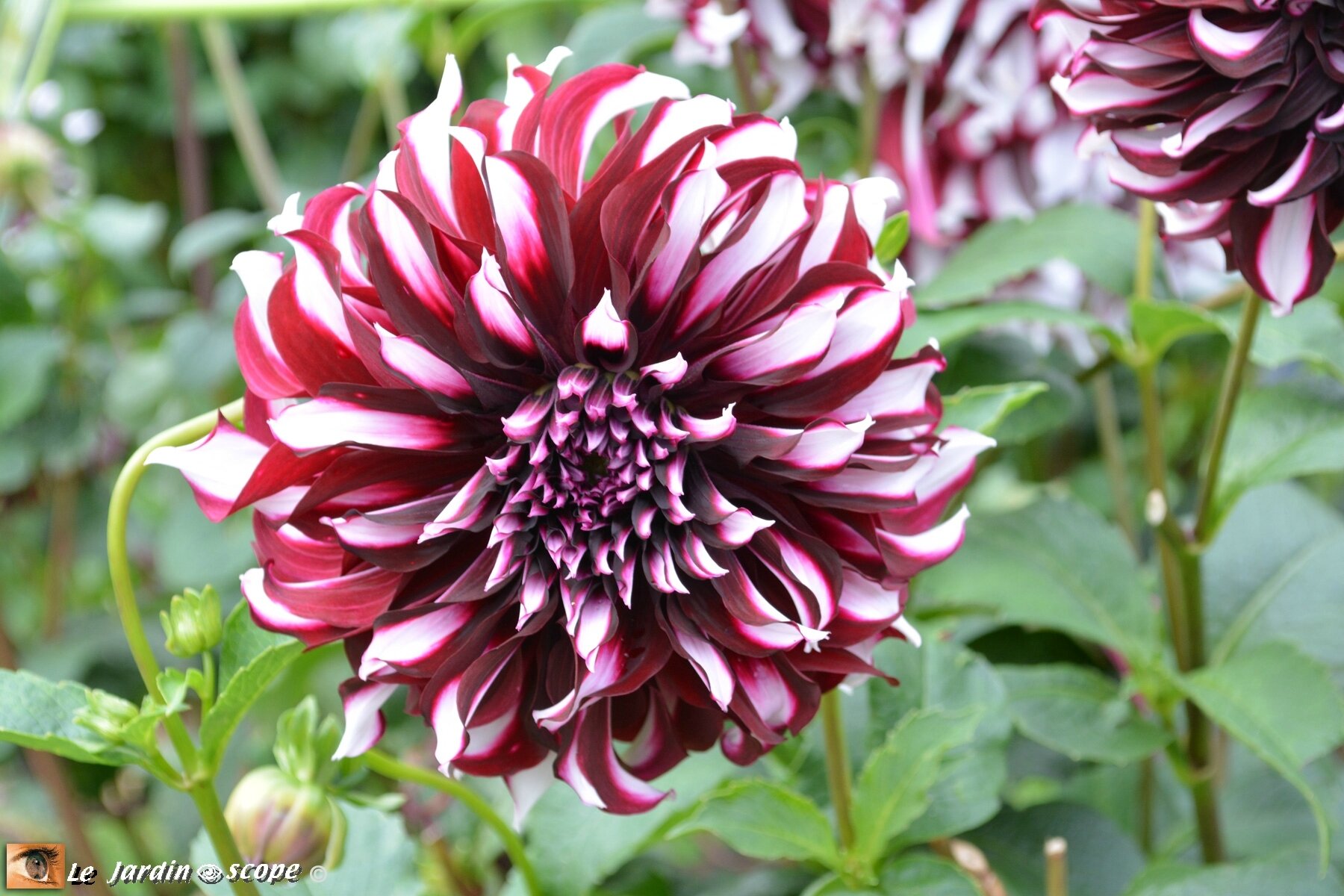 Dahlia-Tartan