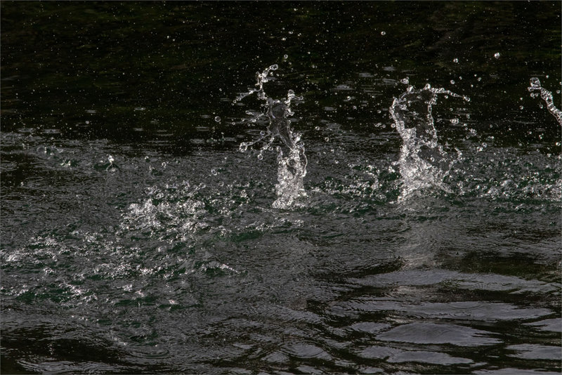 éclaboussures oiseau poule eau 1 150222
