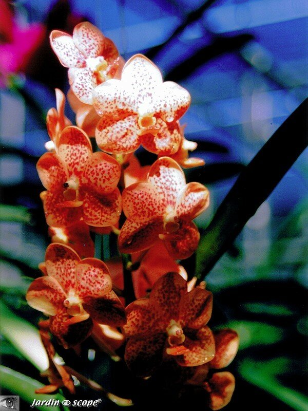 Phalaenopsis, souvenir de Thaïlande