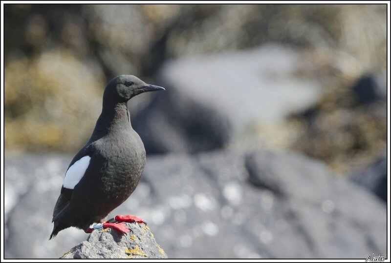 Guillemot à miroir