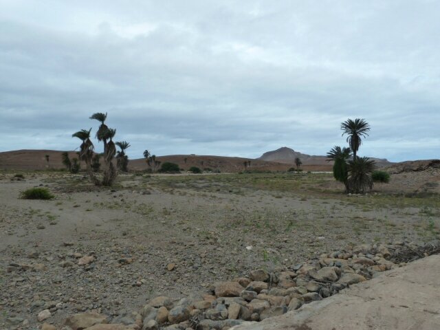 désert de Boa Vista avec des palmiers