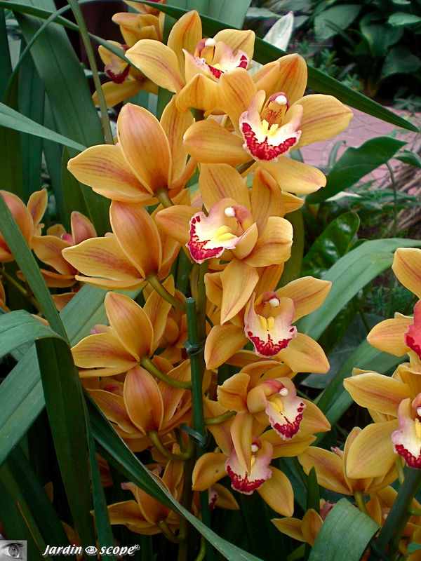Exposition d'Orchidées 2009