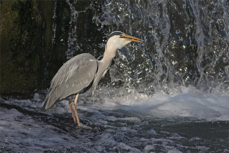 ville oiseau héron pêche 100419 ym 10
