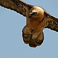 Gypaète barbu, Gypaetus barbatus