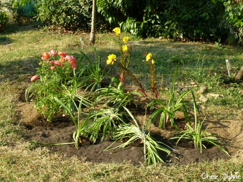 Massif agapanthes