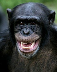 chimpanze_pantroglodyte200