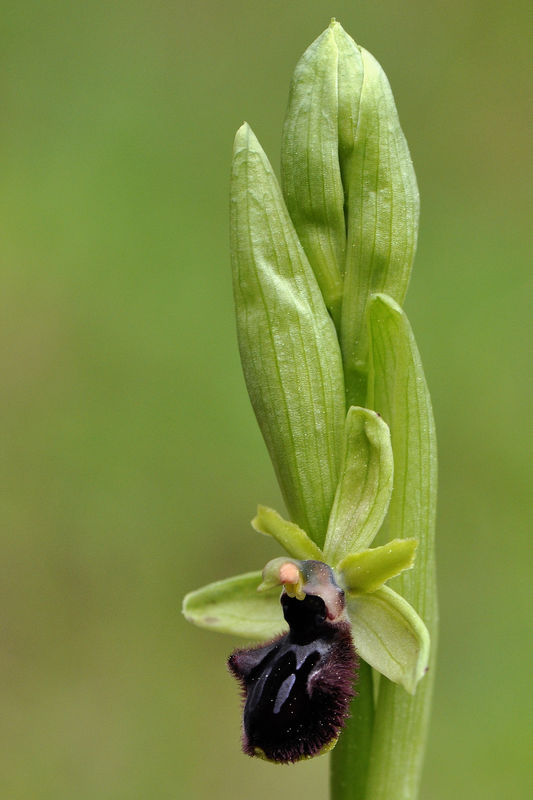 _DSC0111_Ophrys_incubacea
