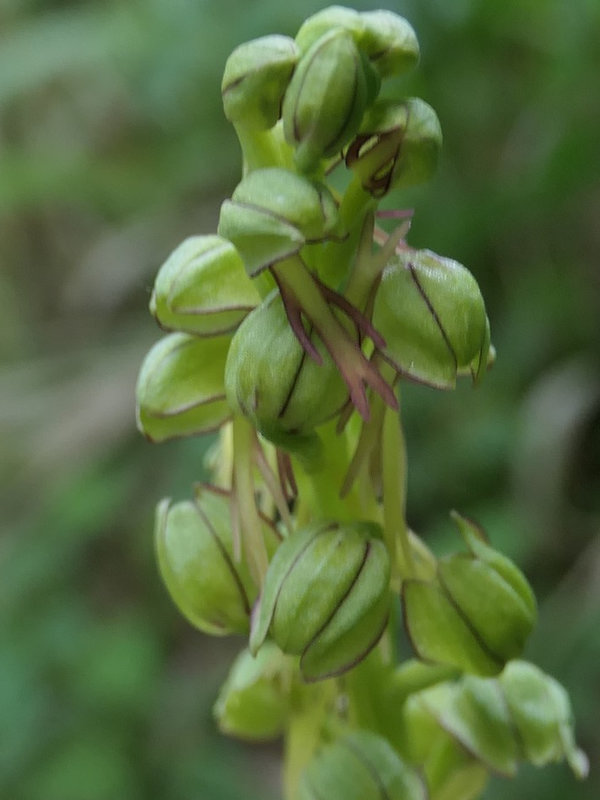 Orchis homme pendu (5)