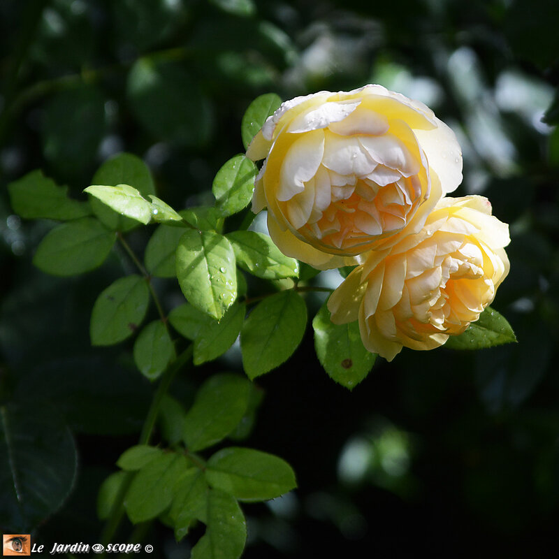 PAT_1317