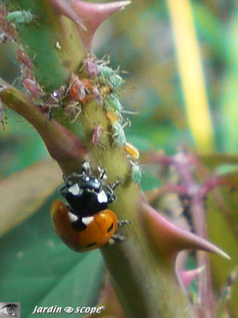 Coccinelle_et_pucerons