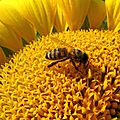 Bucarest – Du venin d’abeille pour combattre la sclérose en plaques