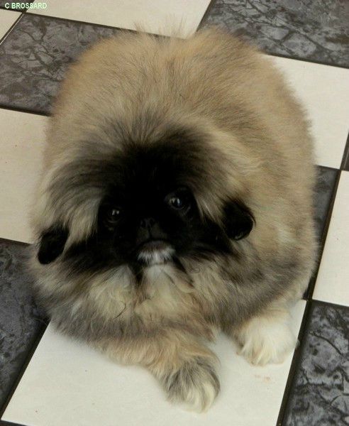 EPAGNEUL_PEKINOIS036