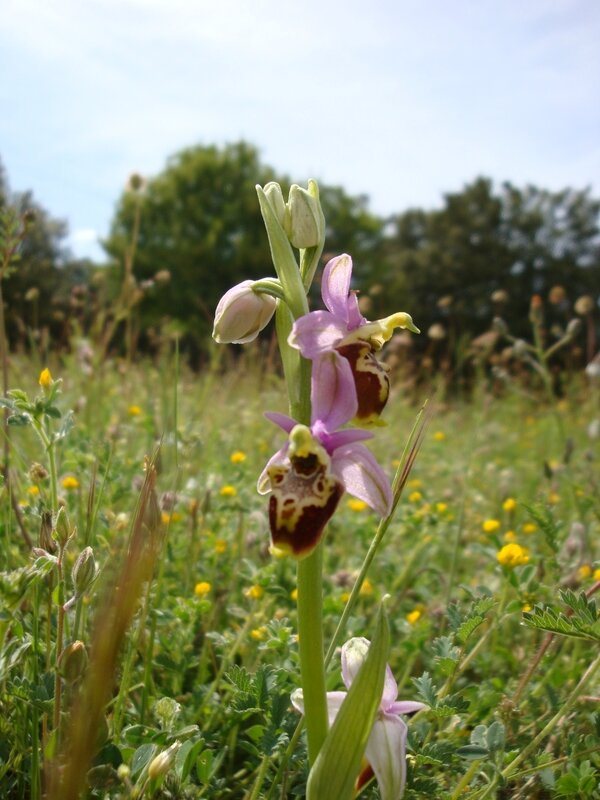 ophrys fuciflora 2