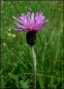 cirsium_dissectum_