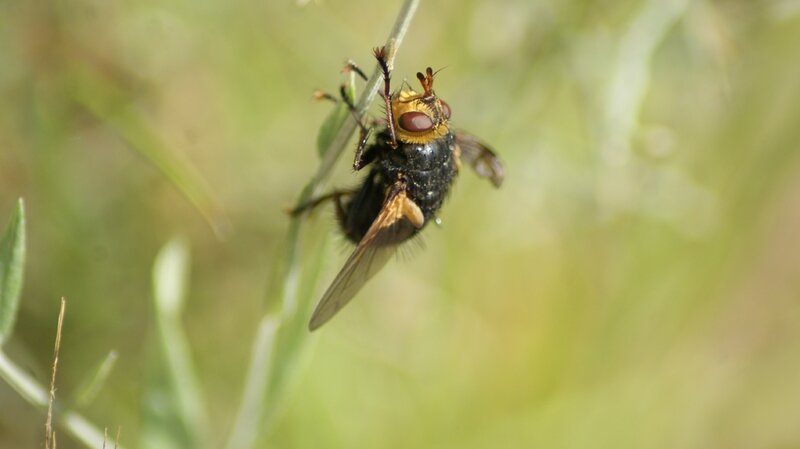 =rhingia campestris 48