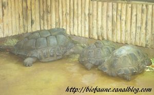 TORTUES DES SEYCHELLES 03