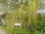 Saule_pleureur_15