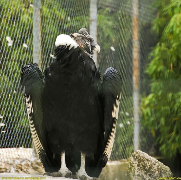 Condor Des Andes