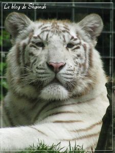 tigres_blancs__35__bis