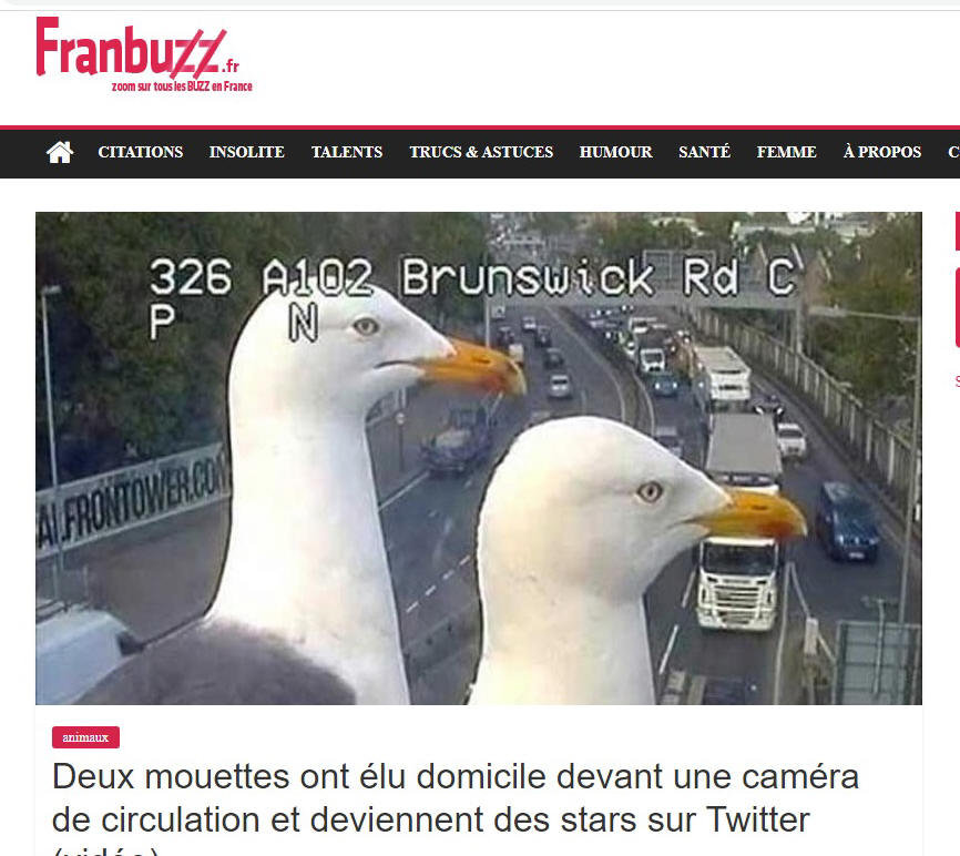 Mouette mouette