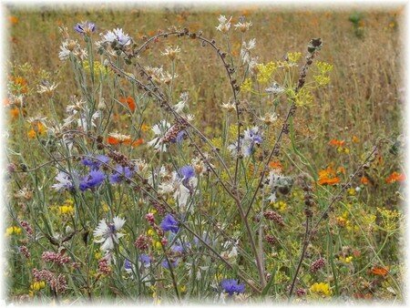 _jardin_fleur_des_champs_1jpg