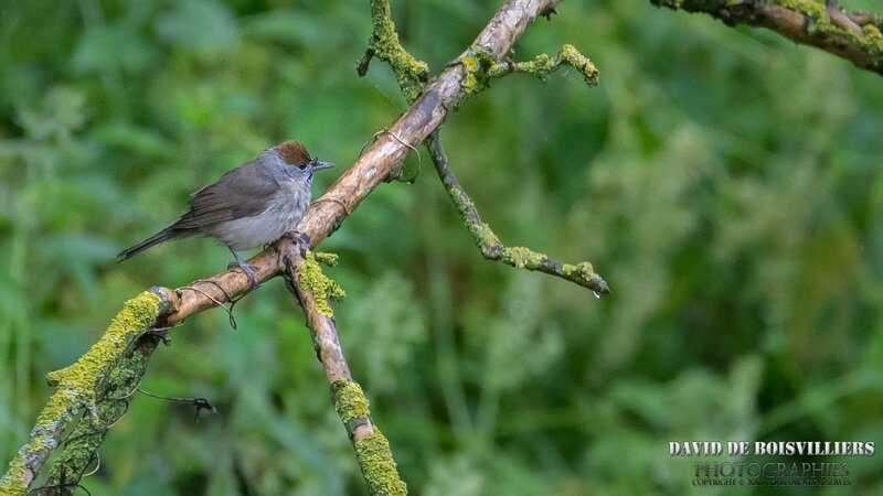 Fauvette à tête noire (Sylvia atricapilla - Eurasian Blackcap) femelle