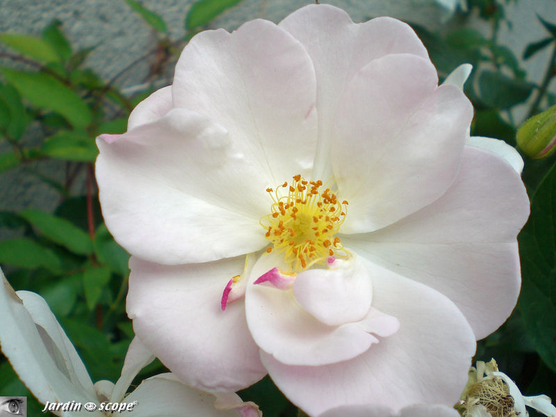 Rosier 'Sourire d'Orchidée'