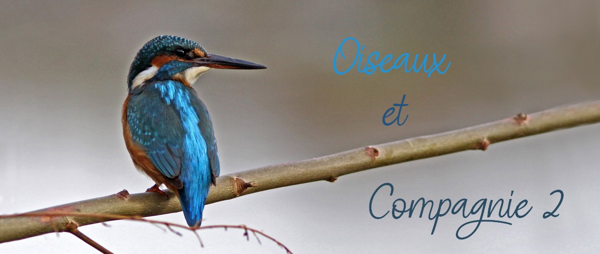 Oiseaux et compagnie 2