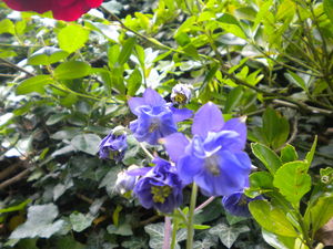 petites_fleurs_bleues