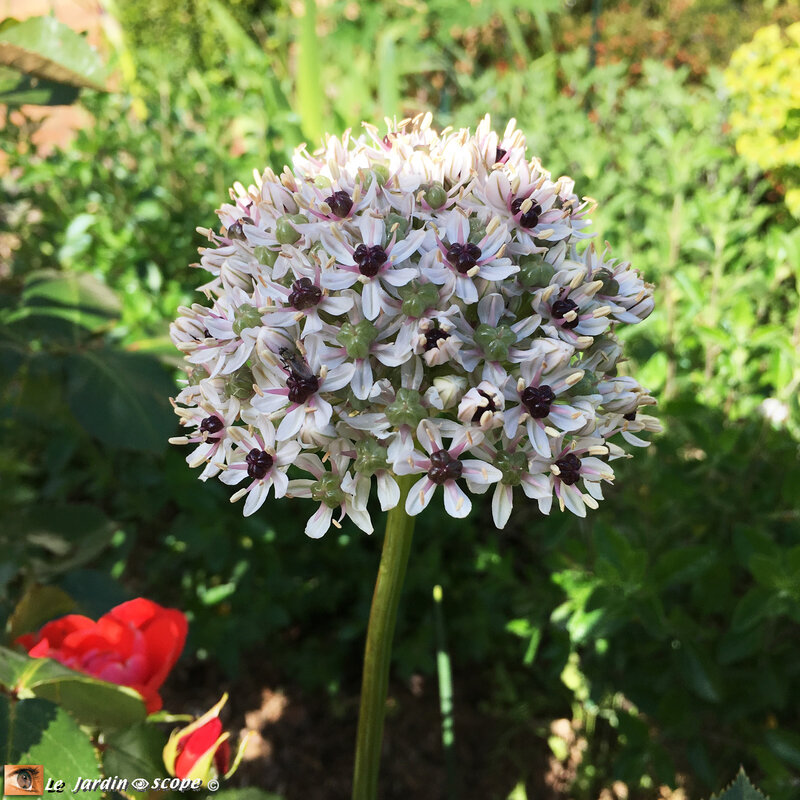 Allium-Silver-Sping-2