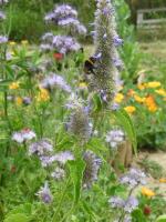 Bourdon sur fleur d'agastache