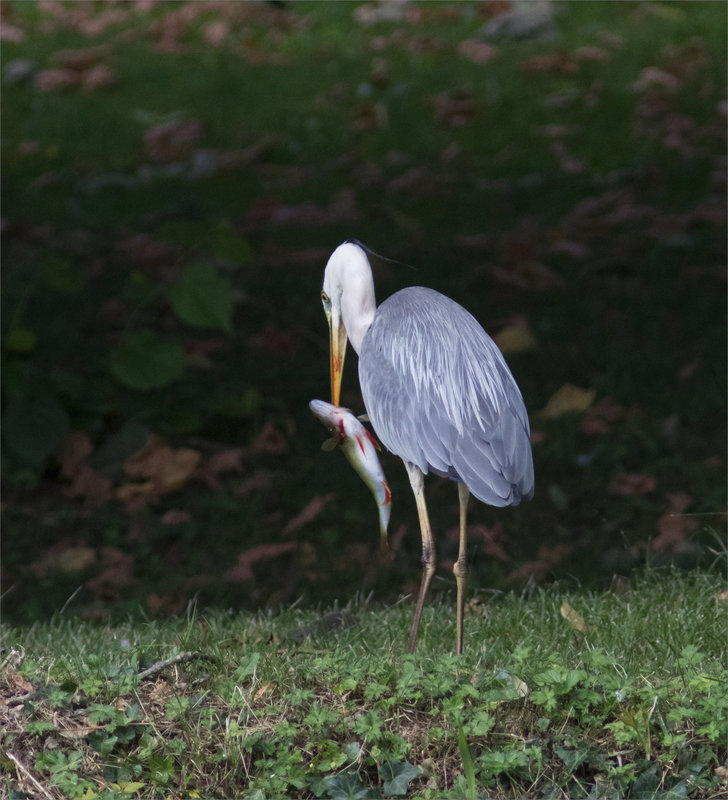 Oiseau héron pêche perche tactique 240721 ym 29