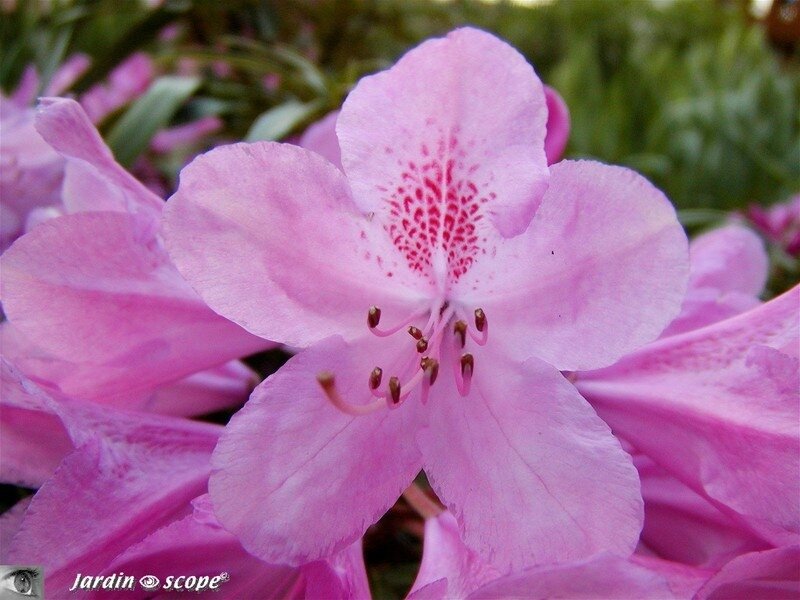 Rhodo ponticum 5