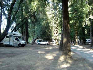 1328 Camping dans la foret de séquoias Guerneville Californie