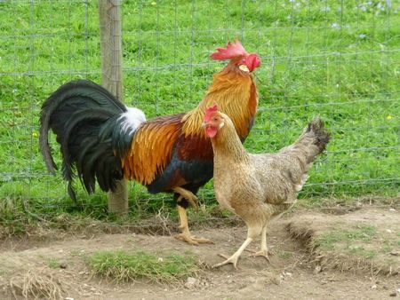 Coq et poule Legorne