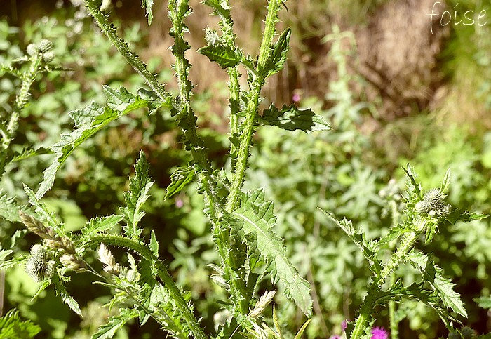 feuilles caulinaires médianes pennatifides très longuement décurentes, sinuées