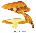 IH1 pl 63 448 Gymnopilus spectabilis