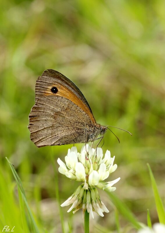 Myrtil (Maniola jurtina) 1