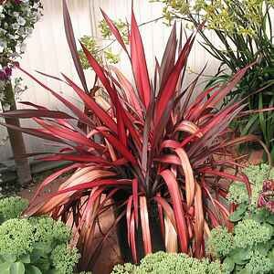 Phormium_Maraget_Jones