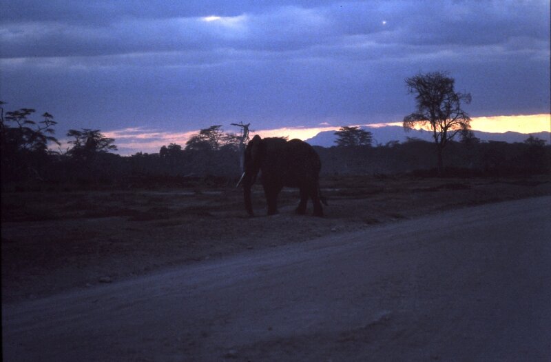 amboseli elephant kili ff