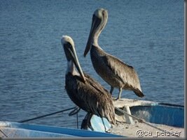 pt_pelican-baja