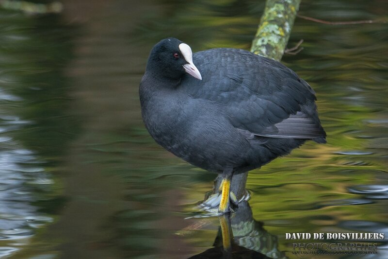 Foulque Macroule (Fulica Atra)